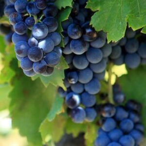 Fragancias_Garrafas_1080x1080_Uva-Fresca
