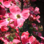 Frescura Floral