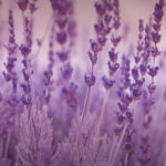 Lavanda